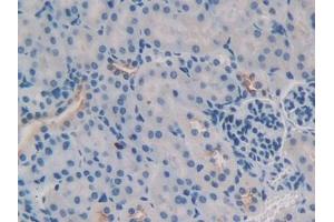 DAB staining on IHC-P; Samples: Mouse Kidney Tissue (TNFSF9 antibody  (AA 105-309))