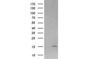 Image no. 2 for anti-Lysozyme (LYZ) antibody (ABIN1499237) (LYZ antibody)