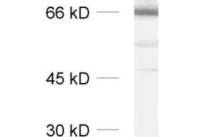 SYT2 antibody  (Cytoplasmic Domain)