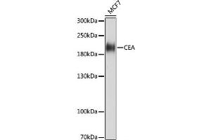 Western blot analysis of extracts of MCF7 cells using CEACAM5 Monoclonal Antibody at dilution of 1:1000. (CEACAM5 antibody)