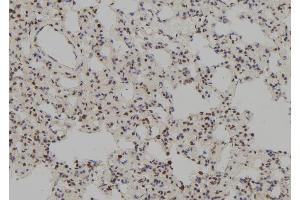 ABIN6277698 at 1/100 staining Rat lung tissue by IHC-P. (MSH3 antibody  (N-Term))