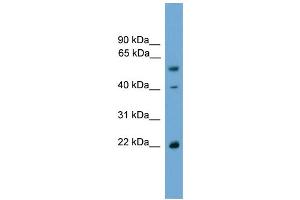 WB Suggested Anti-WBP4 Antibody Titration: 0. (WBP4 antibody  (N-Term))