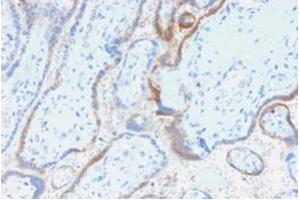 Formalin-fixed, paraffin-embedded human placenta stained with hCG beta Mouse Recombinant Monoclonal Antibody (rHCGb/54). (Recombinant CGB antibody)