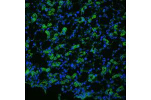 Aquaporin 1 Immunofluorescence. (Aquaporin 1 antibody  (N-Term))