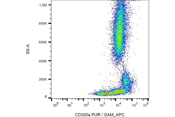 CD300a anticorps