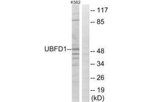 Western blot analysis of extracts from K562 cells, using UBFD1 antibody. (UBFD1 antibody)