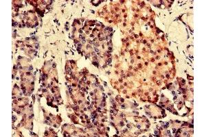Immunohistochemistry analysis of human pancreatic tissue using ABIN7166460 at dilution of 1:100 (PARK7/DJ1 antibody  (AA 1-188))