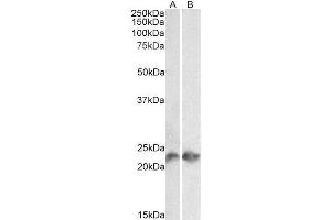 Western Blot analysis of  (3 µg/ml) staining of Jurkat (A) and Molt4 (B) lysates (35 µg protein in RIPA buffer). (Recombinant CD3 epsilon antibody)