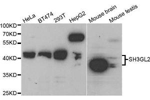Western blot analysis of extracts of various cell lines, using SH3GL2 antibody. (SH3G2 antibody  (AA 1-270))