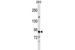 TUBGCP3 Antibody (C-term) western blot analysis in 293 cell line lysates (35 µg/lane). (TUBGCP3 antibody  (C-Term))