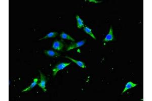 Immunofluorescent analysis of Hela cells using ABIN7172236 at dilution of 1:100 and Alexa Fluor 488-congugated AffiniPure Goat Anti-Rabbit IgG(H+L) (TRAF3 antibody  (AA 1-40))