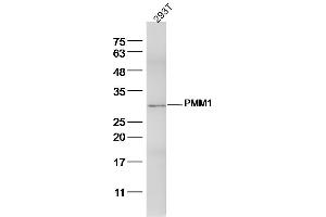 293T lysates probed with PMM1 Polyclonal Antibody, Unconjugated  at 1:300 dilution and 4˚C overnight incubation. (PMM1 antibody  (AA 31-130))