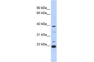 WB Suggested Anti-PEF1 Antibody Titration: 0. (PEF1 antibody  (Middle Region))