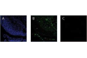 Immunofluorescence image of Thymosin ß4 staining in serial cryosections of mouse embryonic brain. (TMSB4X antibody  (AA 38-43))