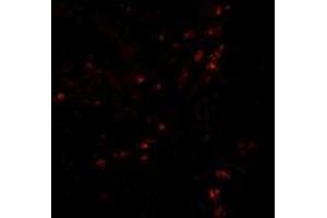 AP20059PU-N CD107a/LAMP1 antibody staining of Human Colon Tissue by Immunofluorescence at 20 μg/ml. (LAMP1 antibody)