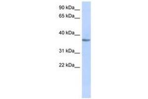 Image no. 1 for anti-Olfactory Receptor, Family 10, Subfamily X, Member 1 (OR10X1) (AA 383-432) antibody (ABIN6741459)