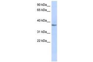 Image no. 1 for anti-Olfactory Receptor, Family 10, Subfamily X, Member 1 (OR10X1) (AA 383-432) antibody (ABIN6741459) (OR10X1 antibody  (AA 383-432))