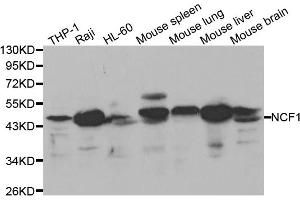 Western blot analysis of extracts of various cell lines, using NCF1 antibody (ABIN5970496) at 1/1000 dilution. (NCF1 antibody)