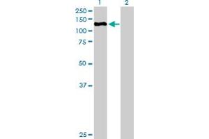 ZHX3 antibody  (AA 1-969)