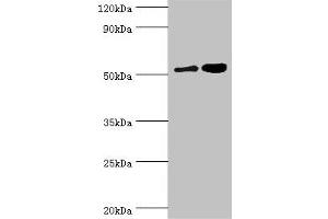 Western blot All lanes: Dipeptidyl peptidase 2 antibody at 6 μg/mL Lane 1: K562 whole cell lysate Lane 2: Rat brain tissue Secondary Goat polyclonal to rabbit IgG at 1/10000 dilution Predicted band size: 54 kDa Observed band size: 54 kDa (DPP7 antibody  (AA 190-410))
