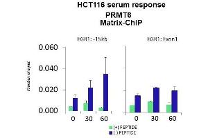 Quiescent human colon carcinoma HCT116 cultures were treated with 10% FBS for three time points (0, 15, 30min) or (0, 30, 60min) were used in Matrix-ChIP and real-time PCR assays at EGR1 gene (Exon1) and 15kb upstream site. (PRMT6 antibody  (Middle Region))