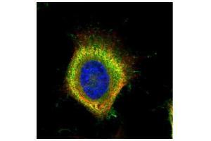 ICC/IF Image Confocal immunofluorescence analysis (Olympus FV10i) of paraformaldehyde-fixed HeLa, using Fatty Acid Synthase, antibody (Green) at 1:500 dilution. (Fatty Acid Synthase antibody  (N-Term))
