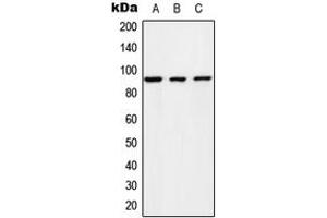 Western blot analysis of RIN1 expression in HeLa (A), NIH3T3 (B), rat brain (C) whole cell lysates. (RIN1 antibody  (C-Term))