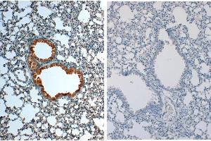 Immunohistochemistry of Rabbit anti-IL1Beta Antibody in Mouse Embryonic Kidney Tissue: Mouse Embryonic Kidney Fixation: FFPE buffered formalin 10% conc Ag Retrieval: Heat, Citrate pH 6. (IL-1 beta antibody)