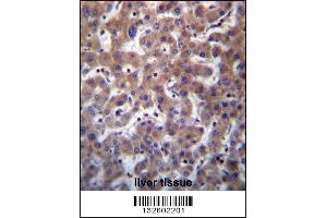 TMBIM1 Antibody immunohistochemistry analysis in formalin fixed and paraffin embedded human liver tissue followed by peroxidase conjugation of the secondary antibody and DAB staining. (TMBIM1 antibody  (N-Term))