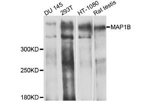 Western blot analysis of extracts of various cell lines, using MAP1B antibody (ABIN1873595) at 1:1000 dilution. (MAP1B antibody)