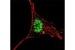 Fluorescent confocal image of SY5Y cells stained with KLF4 antibody at 1:200. (KLF4 antibody  (AA 394-421))