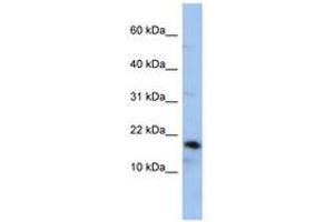 Image no. 1 for anti-Lipocalin 1 (LCN1) (AA 107-156) antibody (ABIN6743784) (Lipocalin 1 antibody  (AA 107-156))