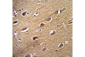 Neuron Specific Enolase antibody immunohistochemistry analysis in formalin fixed and paraffin embedded human brain tissue. (ENO2/NSE antibody  (AA 213-239))