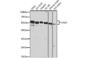 Western blot analysis of extracts of various cell lines using CALR Polyclonal Antibody at dilution of 1:1000. (Calreticulin antibody)