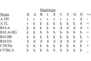 Image no. 1 for anti-MHC Class II I-Ak (AA 3-63) antibody (Biotin) (ABIN118326) (MHC Class II I-Ak (AA 3-63) antibody (Biotin))