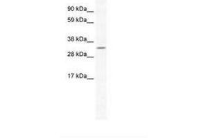 Image no. 1 for anti-Apurinic/Apyrimidinic Endonuclease 1 (APEX1) (N-Term) antibody (ABIN202226) (APEX1 antibody  (N-Term))