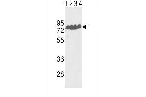 Western blot analysis of ECE-1 Antibody (Center) (ABIN390839 and ABIN2841064) in Y79(lane 1), T47D(lane 2) cell line and mouse lung(lane 3), liver(lane 4) tissue lysates (35 μg/lane). (ECE1 antibody  (AA 392-419))
