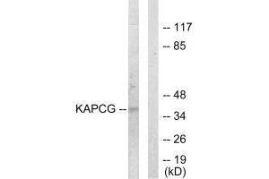Western blot analysis of extracts from COLO205 cells, using KAPCG antibody. (PRKACG antibody  (N-Term))