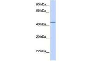 Image no. 1 for anti-Zinc Finger Protein 589 (ZNF589) (AA 216-265) antibody (ABIN6742724) (ZNF589 antibody  (AA 216-265))