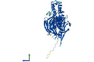 AlphaFold protein structure predicition of Human Recombinant KLHL28 Protein, UniprotID Q9NXS3
