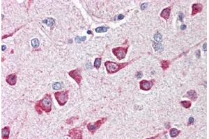 Human Brain, Cortex (formalin-fixed, paraffin-embedded) stained with FAIM2 antibody ABIN214492 at 5 ug/ml followed by biotinylated goat anti-rabbit IgG secondary antibody ABIN481713, alkaline phosphatase-streptavidin and chromogen. (FAIM2 antibody  (N-Term))