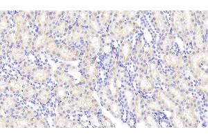 Detection of ANG in Rat Kidney Tissue using Polyclonal Antibody to Angiogenin (ANG)