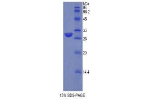 SDS-PAGE (SDS) image for Sulfatase Modifying Factor 1 (SUMF1) (AA 113-356) protein (His tag) (ABIN1877631) (SUMF1 Protein (AA 113-356) (His tag))