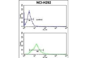TAGLN Antibody (C-term) (ABIN390627 and ABIN2840932) flow cytometric analysis of NCI- cells (bottom histogram) compared to a negative control cell (top histogram). (Transgelin antibody  (C-Term))