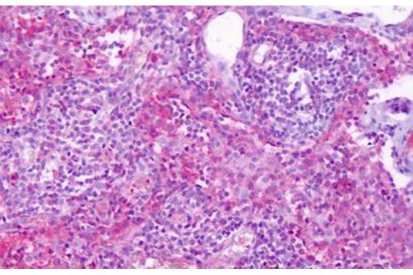 S1PR4 antibody  (Cytoplasmic Domain)