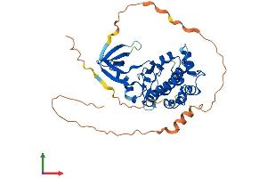 AlphaFold protein structure predicition of Human Recombinant TRIB1 Protein, UniprotID Q96RU8