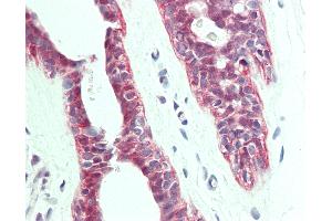 Anti-PTPLA antibody IHC staining of human breast. (PTPLA antibody  (AA 37-66))
