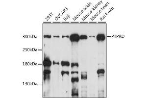 Western blot analysis of extracts of various cell lines, using PTPRD antibody (ABIN7269708) at 1:1000 dilution. (PTPRD antibody  (AA 1100-1265))