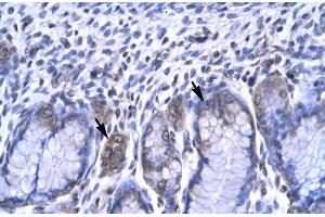 Human Stomach (RBPJ antibody  (C-Term))