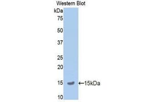 Western Blotting (WB) image for anti-Amyloid beta (A4) Precursor Protein (APP) (AA 672-711) antibody (ABIN1858064) (APP antibody  (AA 672-711))